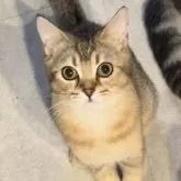 ブリティッシュショートヘア