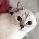 ブリティッシュショートヘア