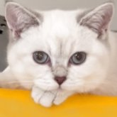 ブリティッシュショートヘア