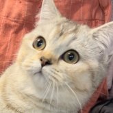 ブリティッシュショートヘア