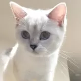 ブリティッシュショートヘア