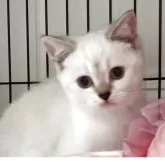 ブリティッシュショートヘア