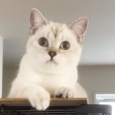 ブリティッシュショートヘア