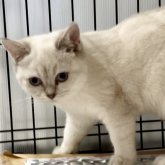 ブリティッシュショートヘア