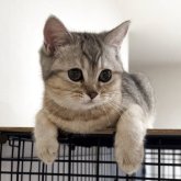 ブリティッシュショートヘア