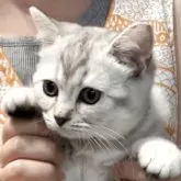 ブリティッシュショートヘア