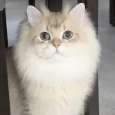 ブリティッシュロングヘア