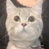 ブリティッシュロングヘア