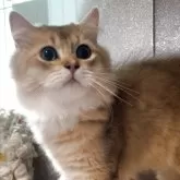 ブリティッシュロングヘア