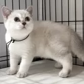 ブリティッシュショートヘア