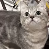 ブリティッシュロングヘア