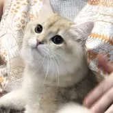 ブリティッシュロングヘア