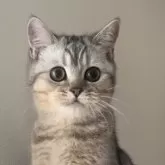 ブリティッシュショートヘア