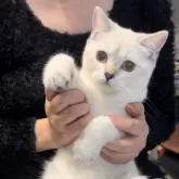 ブリティッシュショートヘア