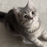 ブリティッシュロングヘア