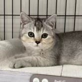 ブリティッシュショートヘア