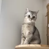 ブリティッシュショートヘア【兵庫県・女の子・2025年6月3日・ブルーシェーデットシルバー】の写真2「お目目くりくり❣️」