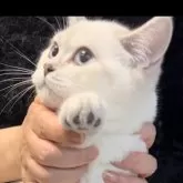 ブリティッシュショートヘア【兵庫県・女の子・2025年6月3日・ゴールデンチンチラシルバーポイント【希少カラー】】の写真2「とても美人で可愛いです❤️」