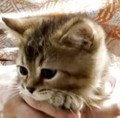 ブリティッシュショートヘア【兵庫県・男の子・2025年6月3日・ブラウンティックドタビー【希少カラー】】の写真14