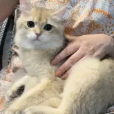 ブリティッシュロングヘア【兵庫県・男の子・2025年3月25日・ブルーゴールデンシェーデッド【超低価格です】】の写真6「素敵に成長です💓」