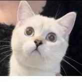 ブリティッシュショートヘア【兵庫県・女の子・2025年6月3日・ゴールデンチンチラシルバーポイント】の写真9「とても綺麗な女の子です♪」