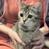 ブリティッシュショートヘア【兵庫県・男の子・2025年6月3日・ブラウンティックドタビー【希少カラー】】の写真5「お膝の上で、ハイ❣️ポーズです」