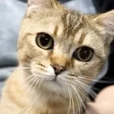 ブリティッシュショートヘア【兵庫県・男の子・2025年6月3日・ブラウンティックドタビー【希少カラー】】の写真2「賢い👍元気いっぱいです」