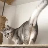 ブリティッシュショートヘア【兵庫県・女の子・2025年6月3日・ブルーシェーデットシルバー】の写真4