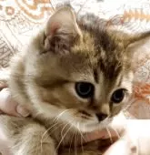 ブリティッシュショートヘア【兵庫県・男の子・2025年6月3日・ブラウンティックドタビー【希少カラー】】の写真15