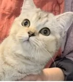 ブリティッシュショートヘア【兵庫県・女の子・2025年6月3日・シルバーティックドタビー【希少カラー】】の写真6