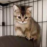 ブリティッシュショートヘア【兵庫県・男の子・2025年6月3日・ブラウンティックドタビー【希少カラー】】の写真8