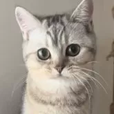 ブリティッシュショートヘア【兵庫県・女の子・2025年6月3日・ブルーシェーデットシルバー】の写真6「お目目くりくりです❣️」