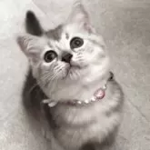 ブリティッシュショートヘア【兵庫県・女の子・2025年6月20日・ブルーシェーデットシルバー【綺麗なカラーです】】の写真14