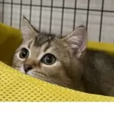 ブリティッシュショートヘア【兵庫県・男の子・2025年6月3日・ブラウンティックドタビー【希少カラー】】の写真9