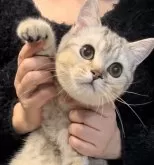 ブリティッシュショートヘア【兵庫県・女の子・2025年6月3日・ブルーシェーデットシルバー】の写真10