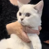 ブリティッシュショートヘア【兵庫県・女の子・2025年6月3日・ゴールデンチンチラシルバーポイント【希少カラー】】の写真3「まん丸お顔に丸いお目目👀」