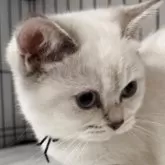 ブリティッシュショートヘア【兵庫県・女の子・2025年6月3日・ゴールデンチンチラシルバーポイント【希少カラー】】の写真6