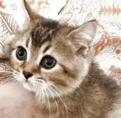 ブリティッシュショートヘア【兵庫県・男の子・2025年6月3日・ブラウンティックドタビー【希少カラー】】の写真13