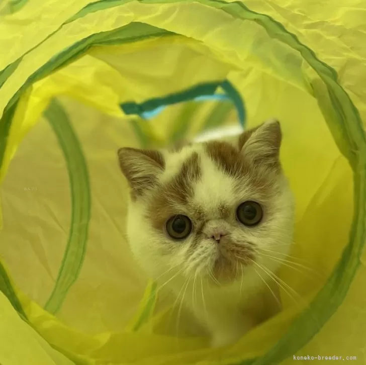 ID:2408-01243の子猫