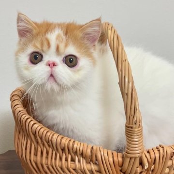 エキゾチックショートヘア【大阪府・男の子・2024年5月6日・レッドタビーアンドホワイト】の写真「タレ目の僕ちゃんです。」