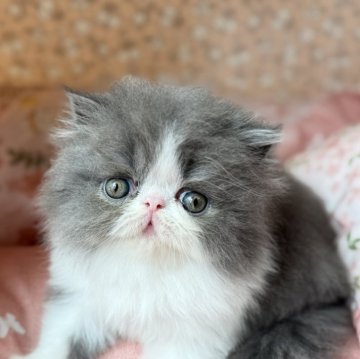 エキゾチックショートヘア【大阪府・女の子・2025年8月30日・ブルー&ホワイト(ロングヘアー)】の写真「ふわふわで綺麗なカラーの女の子🐱」