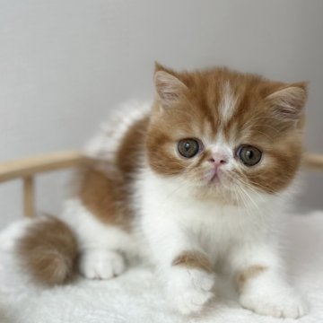 エキゾチックショートヘア【大阪府・男の子・2025年8月30日・レッドタビー&ホワイト】の写真「タレ目が可愛い男の子です😊」