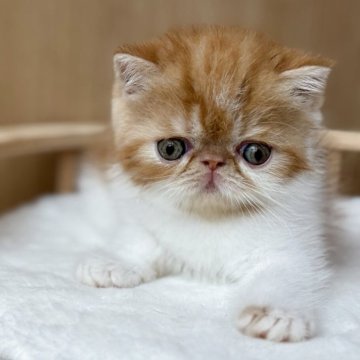 エキゾチックショートヘア【大阪府・男の子・2025年8月30日・レッドタビー&ホワイト】の写真「とっても可愛い男の子です😊」