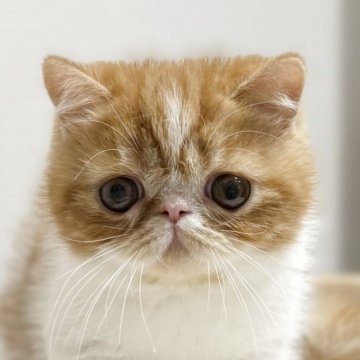 エキゾチックショートヘア【大阪府・男の子・2025年8月30日・レッドタビー&ホワイト】の写真「タレ目が可愛い男の子です😊」