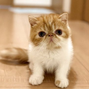 エキゾチックショートヘア【大阪府・男の子・2025年8月30日・レッドタビー&ホワイト】の写真「とっても可愛い男の子です😊」