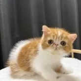 エキゾチックショートヘア