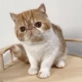 エキゾチックショートヘア