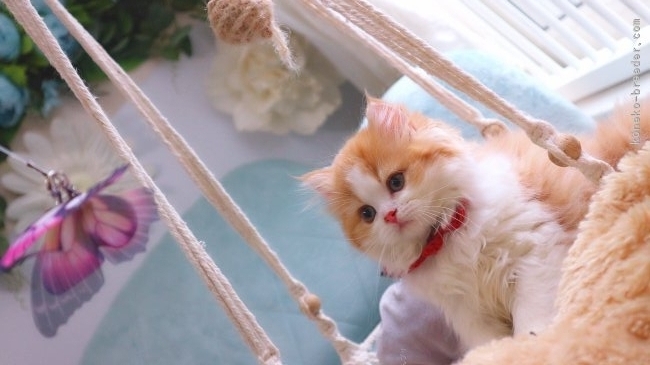仔猫たちはいつも無邪気に遊びまわる、そんな猫舎です☺︎｜新城　幸恵(しんじょう　ゆきえ)ブリーダー(兵庫県・ミヌエットなど・ICC/ECC/JPC登録)の紹介写真5