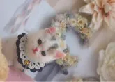 ミヌエット(短足)【兵庫県・男の子・2023年5月28日・ブルークリーム&ホワイト】の写真3