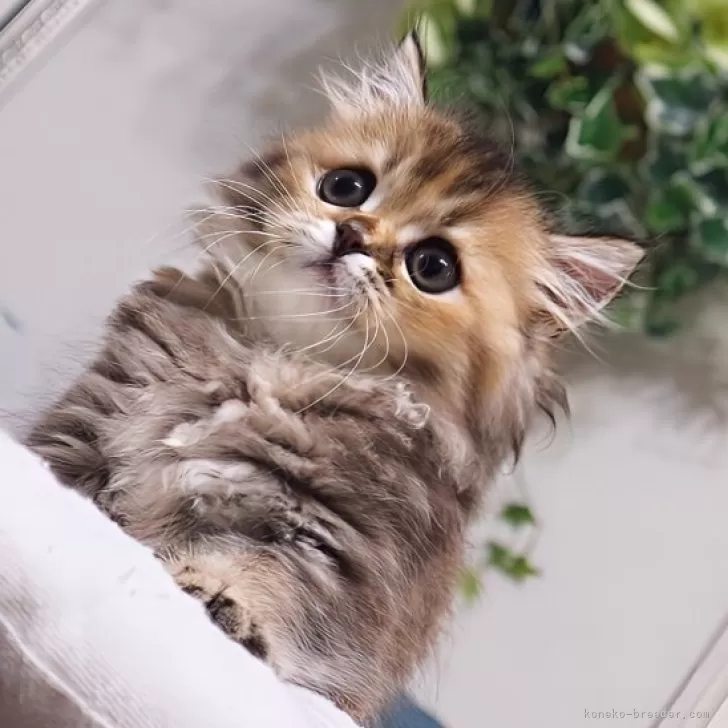 ID:2508-01332の子猫